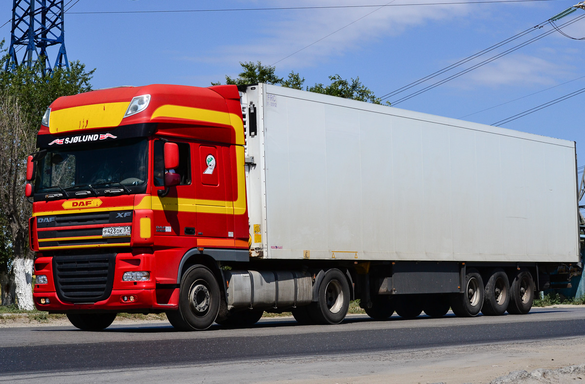 Белгородская область, № Р 423 ОК 31 — DAF XF105 FT