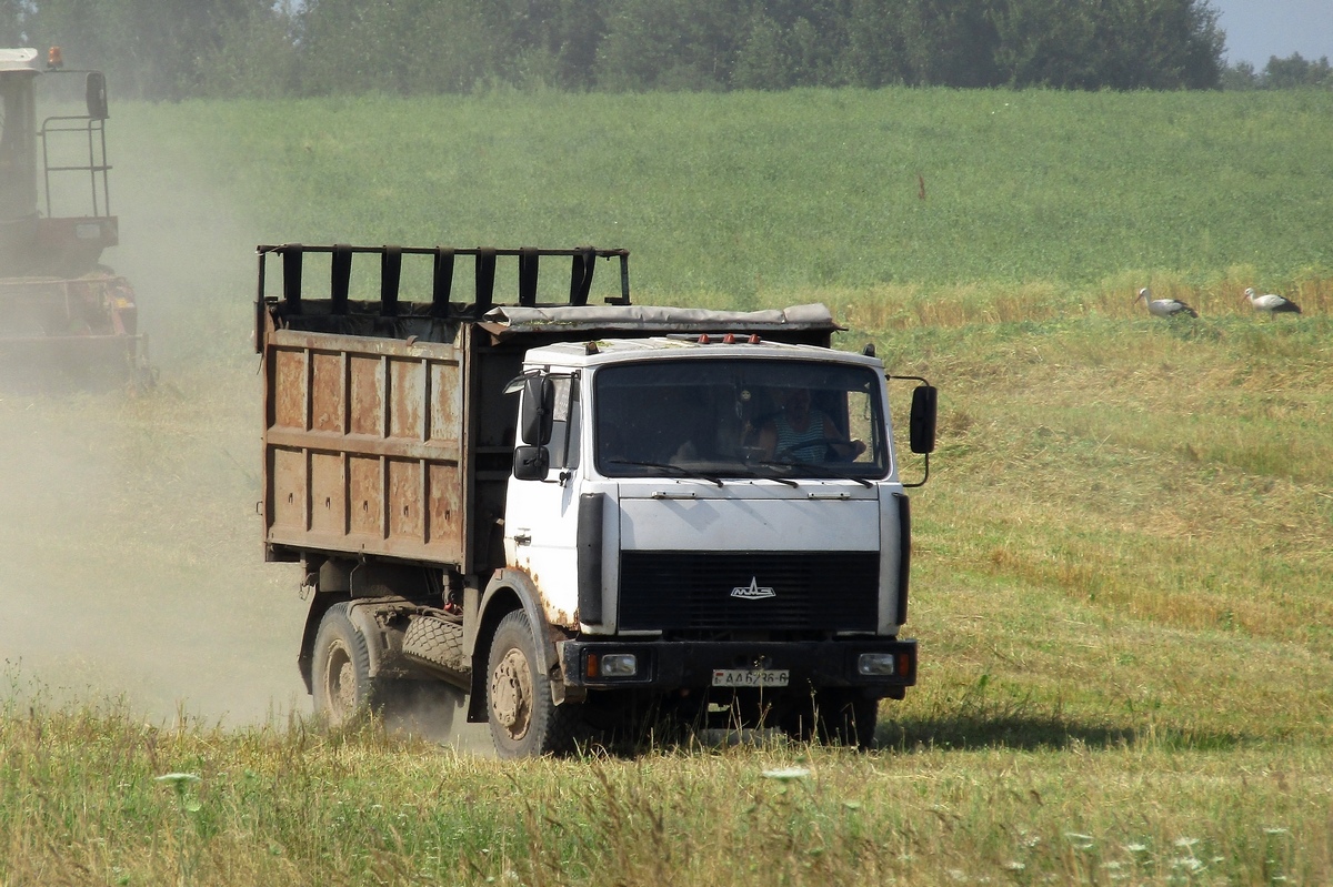 Могилёвская область, № АА 6236-6 — МАЗ-5551 (общая модель)